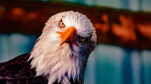 Dziś wylosował się nam taki Donald Trump. Zdaniem eksperta Rosja jest teraz po prostu przerażona