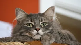 Taka polisa kosztuje niewiele, a pomoże ci wynająć mieszkanie ze zwierzakiem