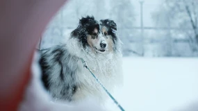 Mimo śniegu to wciąż twoja kupa. Psiarze mają obowiązek sprzątania po swoich pupilach także zimą