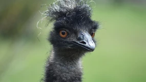 Zepsuta koloryzacja włosów to szansa na spore odszkodowanie