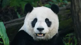 Pandabuy. Czy zakupy tutaj są legalne i bezpieczne?