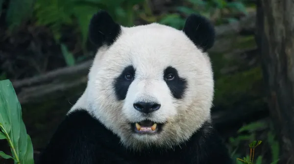 Pandabuy. Czy zakupy tutaj są legalne i bezpieczne?