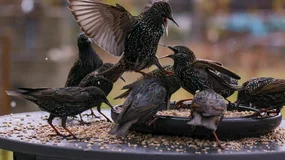 Ustawowa kolejność dziedziczenia to pułapka. Dobrze to widać na tym przykładzie