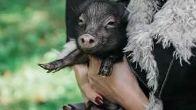 „Skąd się biorą parówki?" Komisja Etyki Reklamy rozpatrzyła skargę na Sokoliki. Skarga oddalona, ale dyskusja ciekawa