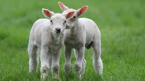 Kary za ignorowanie KSeF będą bardzo łagodne. Nawet gdy skarbówka zacznie już je stosować