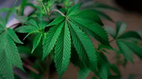 15 gramów i jeden krzak. Sejm może zalegalizować marihuanę jeszcze w 2026 roku