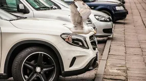 Dzieje się w Szczecinie. Miasto może być zmuszone oddać miliony złotych kierowcom