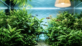 Masz w domu akwarium? Lepiej uważaj, bo grozi ci kara do miliona złotych