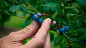 Kupują na Allegro maszynki do zbierania jagód i używają ich w lesie. A grozi za to 250 zł mandatu