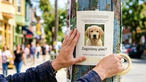 Wywieszasz ogłoszenie o zaginionym psie lub kocie? Możesz zapłacić 1500 zł kary