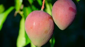 Mus z mango z Gerbera kosztuje 62 zł za kg. Rodzice znaleźli na Allegro zamiennik za 16 zł