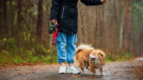 Idziesz z psem do lasu? Za tę jedną rzecz zapłacisz mandat, o ile ktoś cię przyłapie