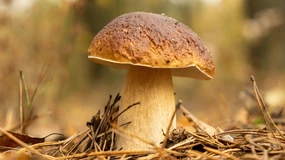 Borowiki i podgrzybki wysyłane do Paczkomatów InPost. Grzybowe szaleństwo przechodzi ludzkie pojęcie
