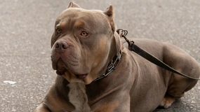 Pitbull wymaga pozwolenia, jego mieszaniec już niekoniecznie. Absurd w polskim prawie