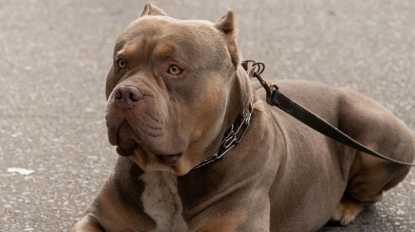 Pitbull wymaga pozwolenia, jego mieszaniec już niekoniecznie. Absurd w polskim prawie