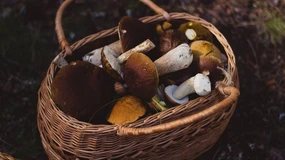 Grzybiarze szukają klientów przy drodze. Ryzykują nie tylko swoim życiem, ale także portfelem